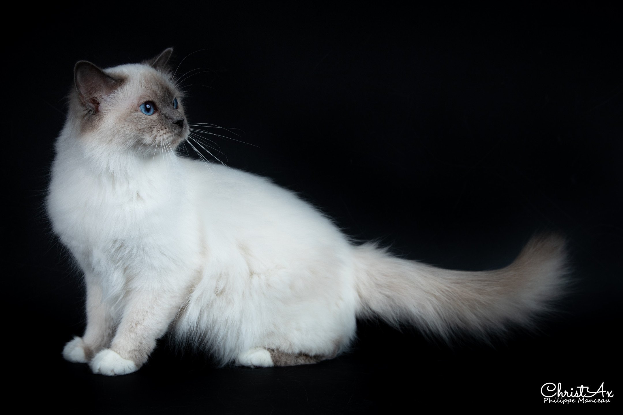 chat Sacré de Birmanie Samsara Chatterie des Sages Sacrés