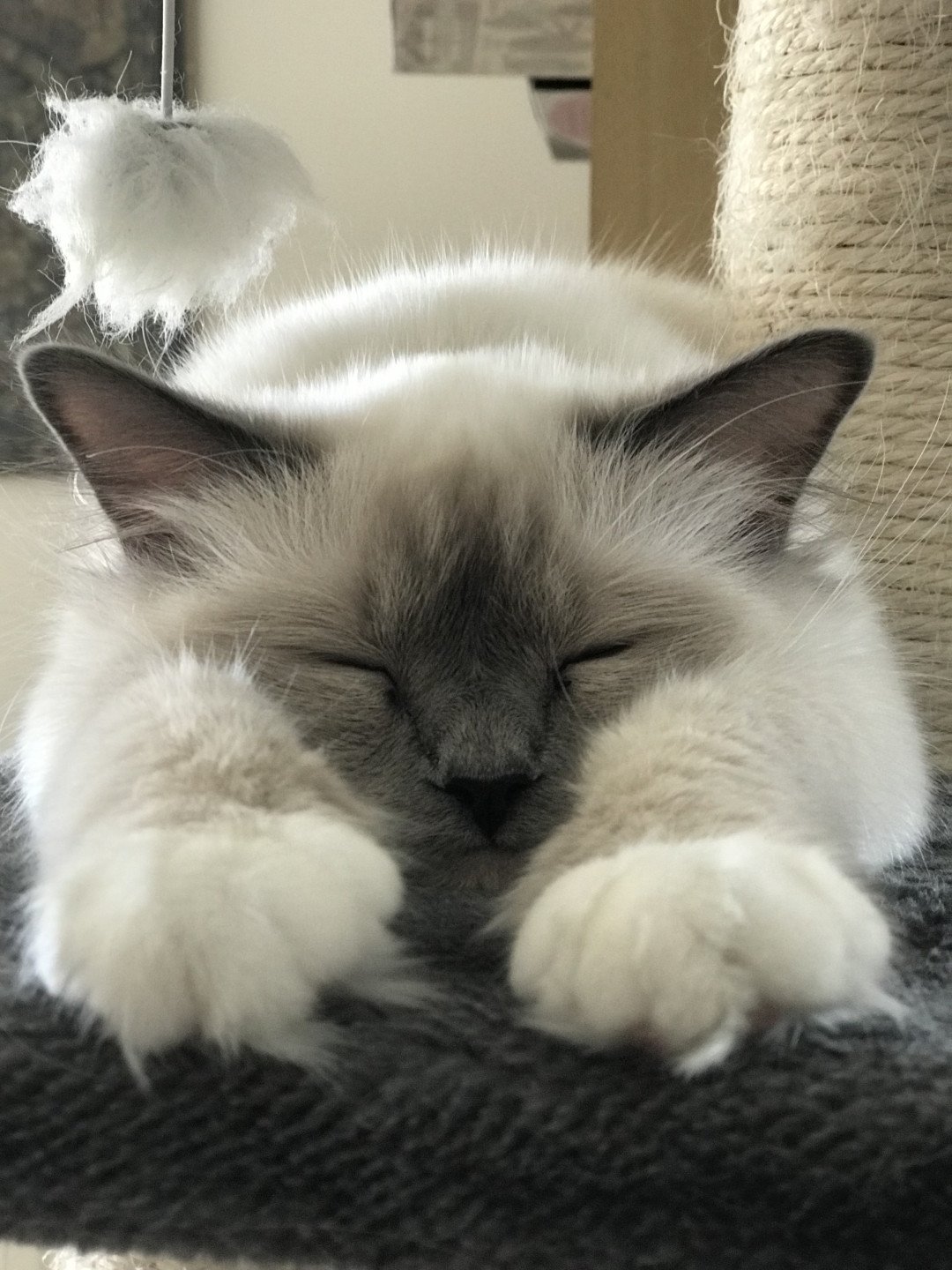 chat Sacré de Birmanie blue point Samsara Chatterie des Sages Sacrés