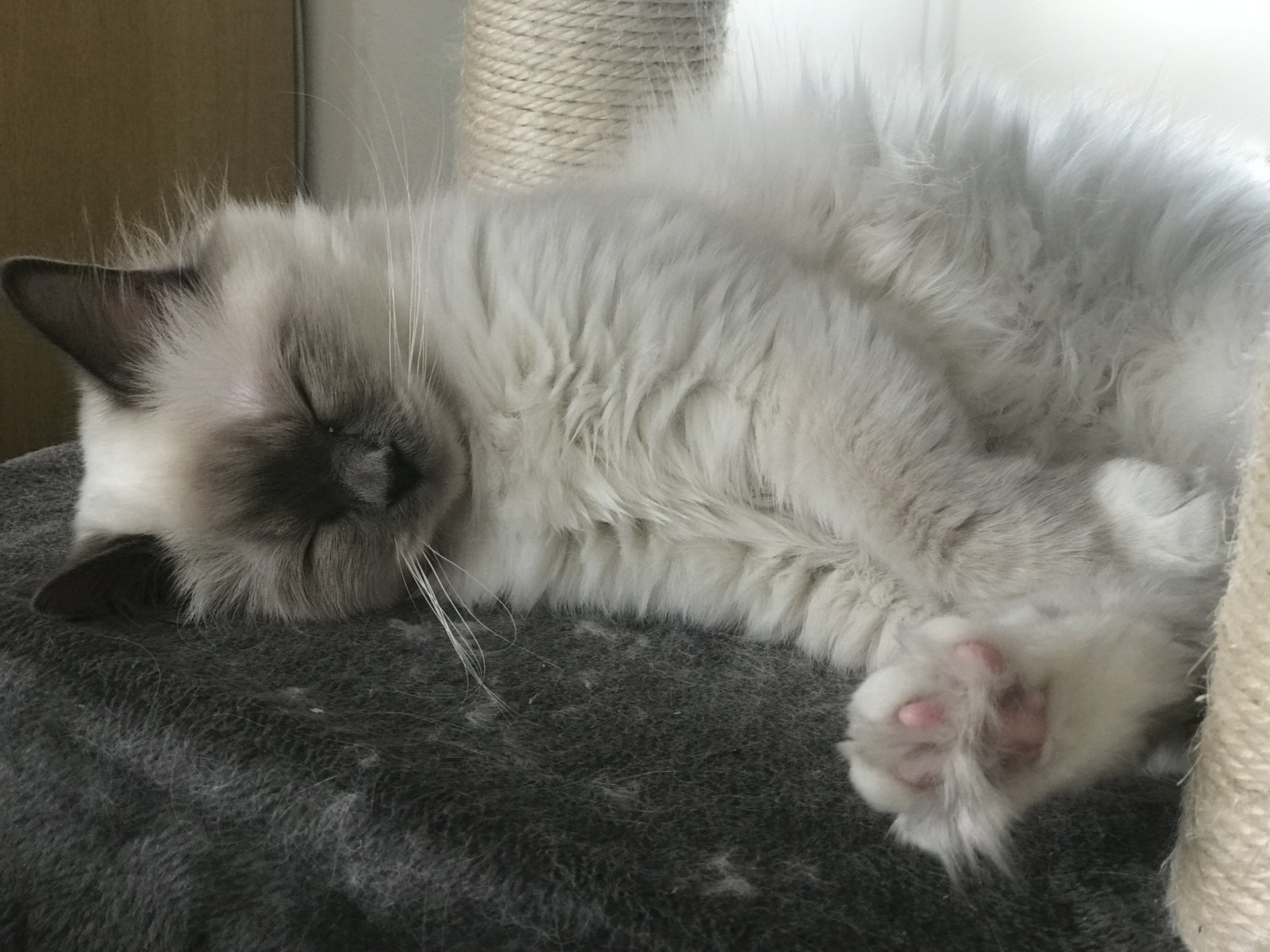 chat Sacré de Birmanie blue point Samsara Chatterie des Sages Sacrés