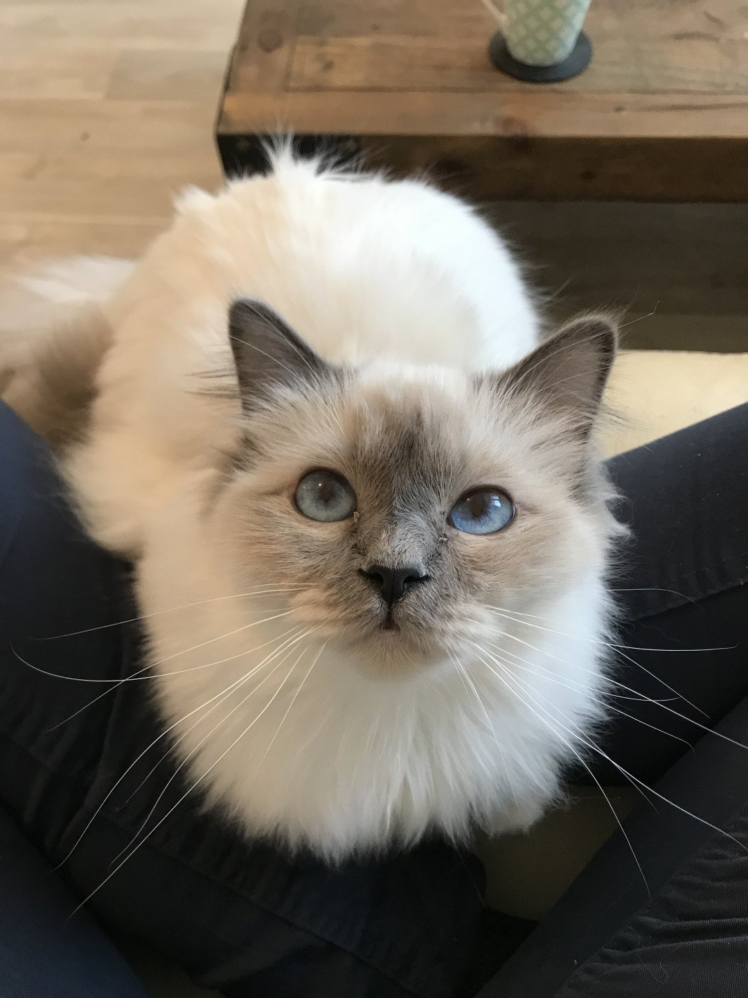 chat Sacré de Birmanie blue point Samsara Chatterie des Sages Sacrés