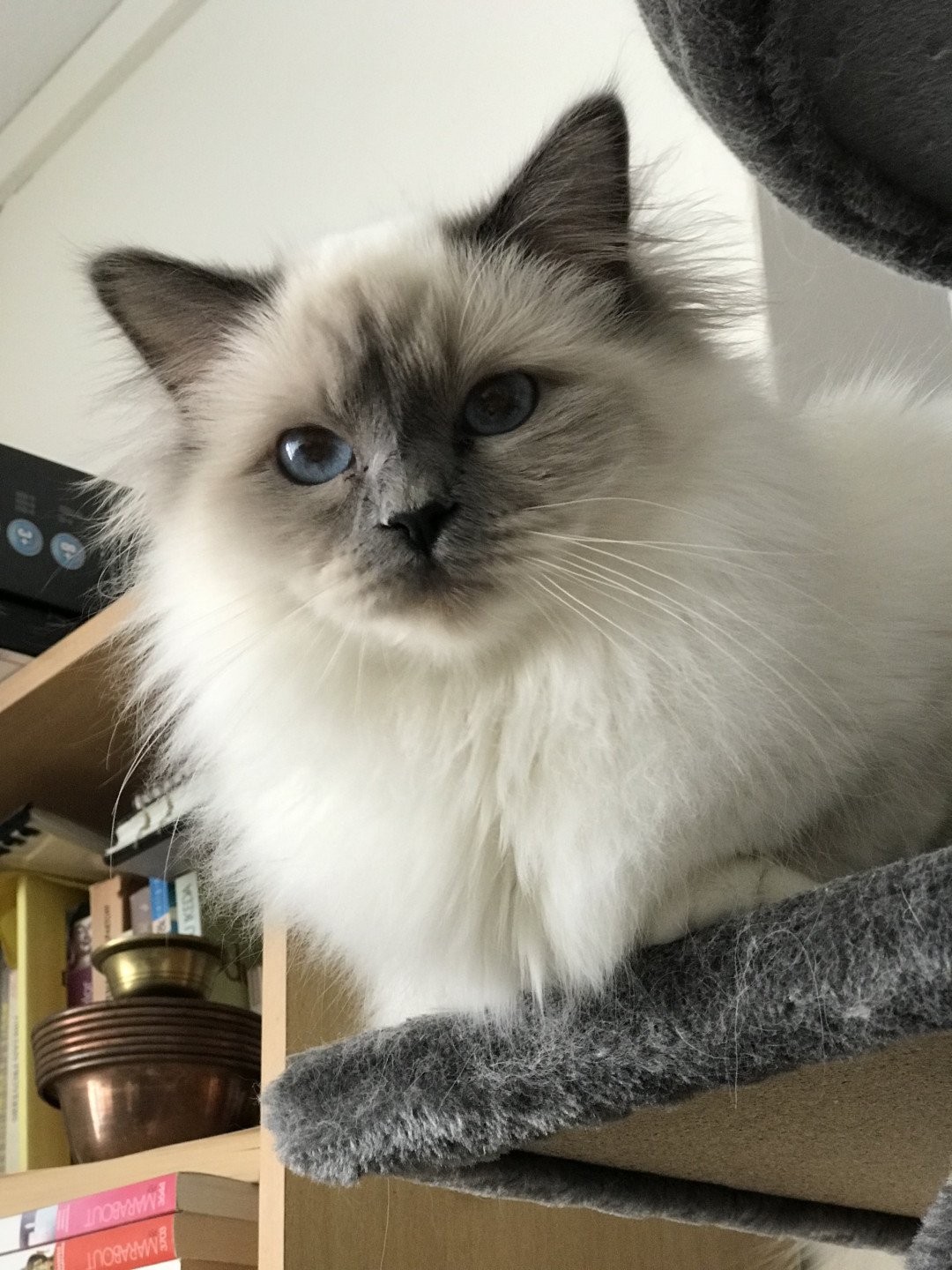 chat Sacré de Birmanie blue point Samsara Chatterie des Sages Sacrés