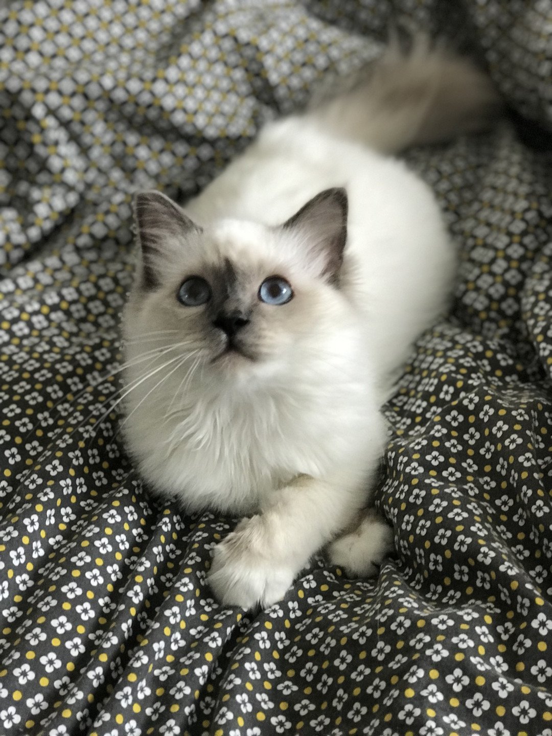 chat Sacré de Birmanie blue point Samsara Chatterie des Sages Sacrés