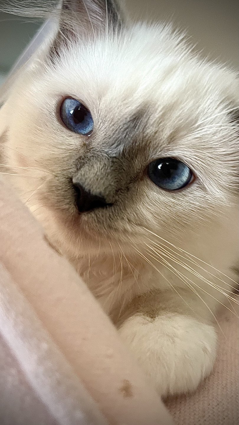 chat Sacré de Birmanie blue point Samsara Chatterie des Sages Sacrés