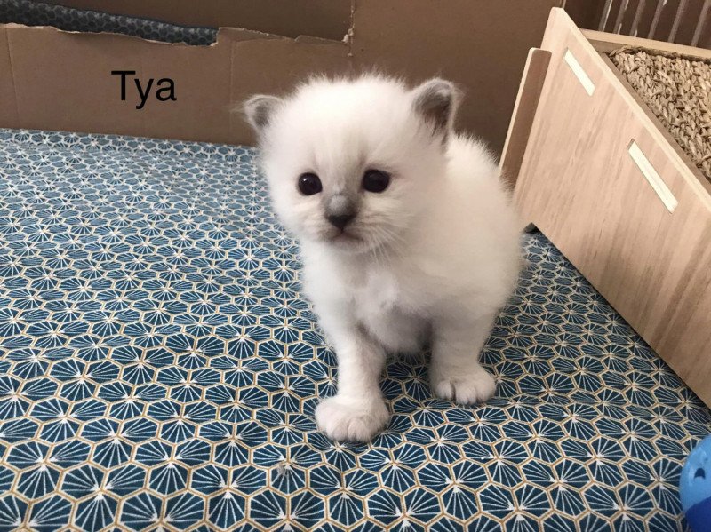 Tya Des Sages Sacrés Femelle Sacré de Birmanie Tya Des Sages Sacrés Femelle Sacré de Birmanie