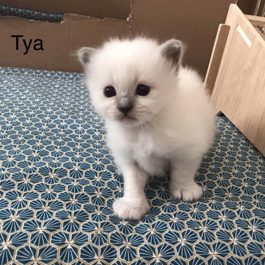 Tya Des Sages Sacrés Femelle Sacré de Birmanie
