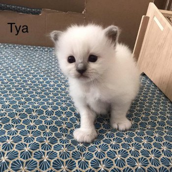chaton Sacré de Birmanie blue point Chatterie des Sages Sacrés chaton Sacré de Birmanie blue point Chatterie des Sages Sacrés