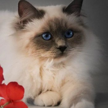 Newton Mâle Sacré de Birmanie