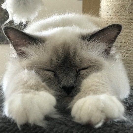 Samsara Femelle Sacré de Birmanie