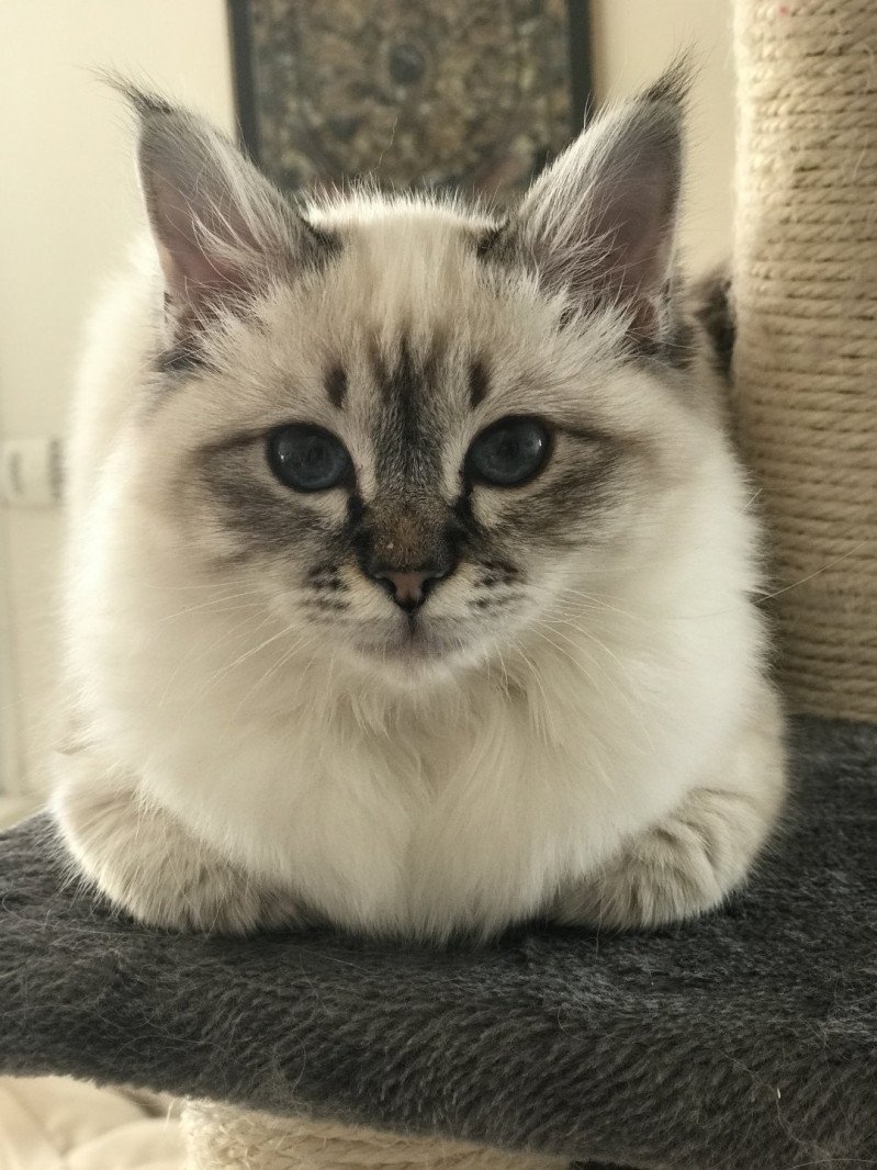 Séoweyn Femelle Sacré de Birmanie Séoweyn Femelle Sacré de Birmanie