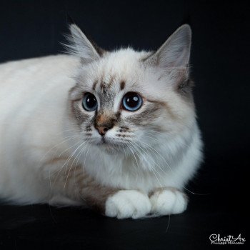 chat Sacré de Birmanie seal silver tabby point Séoweyn Chatterie des Sages Sacrés chat Sacré de Birmanie seal silver tabby point Séoweyn Chatterie des Sages Sacrés