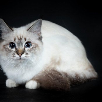 chat Sacré de Birmanie seal silver tabby point Séoweyn Chatterie des Sages Sacrés chat Sacré de Birmanie seal silver tabby point Séoweyn Chatterie des Sages Sacrés