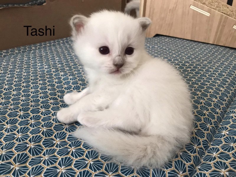 Tashi Des Sages Sacrés Mâle Sacré de Birmanie Tashi Des Sages Sacrés Mâle Sacré de Birmanie