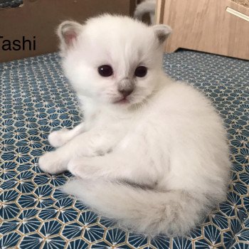 chaton Sacré de Birmanie lilac point Tashi Chatterie des Sages Sacrés chaton Sacré de Birmanie lilac point Tashi Chatterie des Sages Sacrés