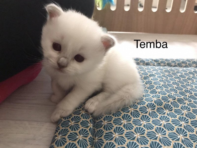 Temba Des Sages Sacrés Mâle Sacré de Birmanie Temba Des Sages Sacrés Mâle Sacré de Birmanie