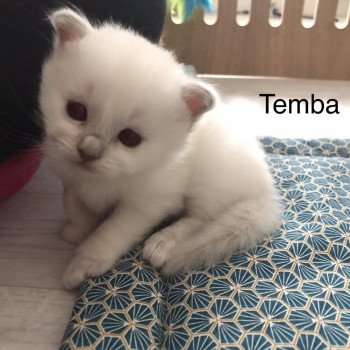 chaton Sacré de Birmanie lilac point Temba Chatterie des Sages Sacrés chaton Sacré de Birmanie lilac point Temba Chatterie des Sages Sacrés
