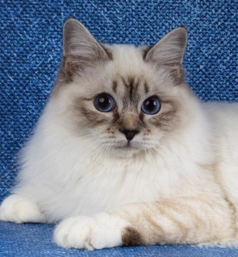 Tilyor Mâle Sacré de Birmanie Tilyor Mâle Sacré de Birmanie
