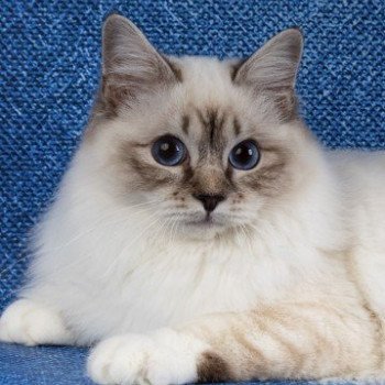 chat Sacré de Birmanie black silver tabby Tilyor Chatterie des Sages Sacrés chat Sacré de Birmanie black silver tabby Tilyor Chatterie des Sages Sacrés