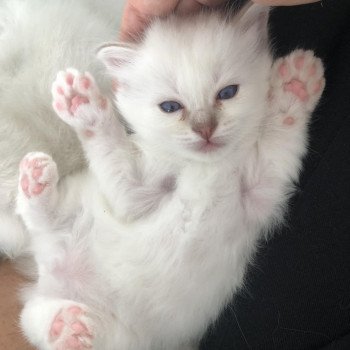 chaton Sacré de Birmanie lilac silver tabby point Unconditional Love Chatterie des Sages Sacrés