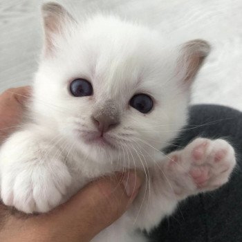 chaton Sacré de Birmanie lilac point Unwë Chatterie des Sages Sacrés