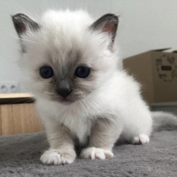 chaton Sacré de Birmanie blue point Uwendil Chatterie des Sages Sacrés