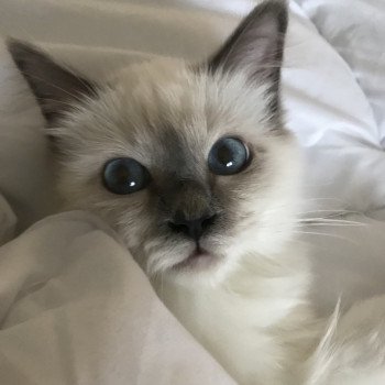 Conseils - Accueil Chaton