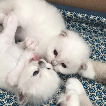 Chaton Sacré de Birmanie Samsara ❤ Newton 2022 Chatterie des Sages Sacrés Chaton Sacré de Birmanie Samsara ❤ Newton 2022 Chatterie des Sages Sacrés